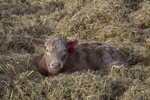 charolais calf red tag in straw