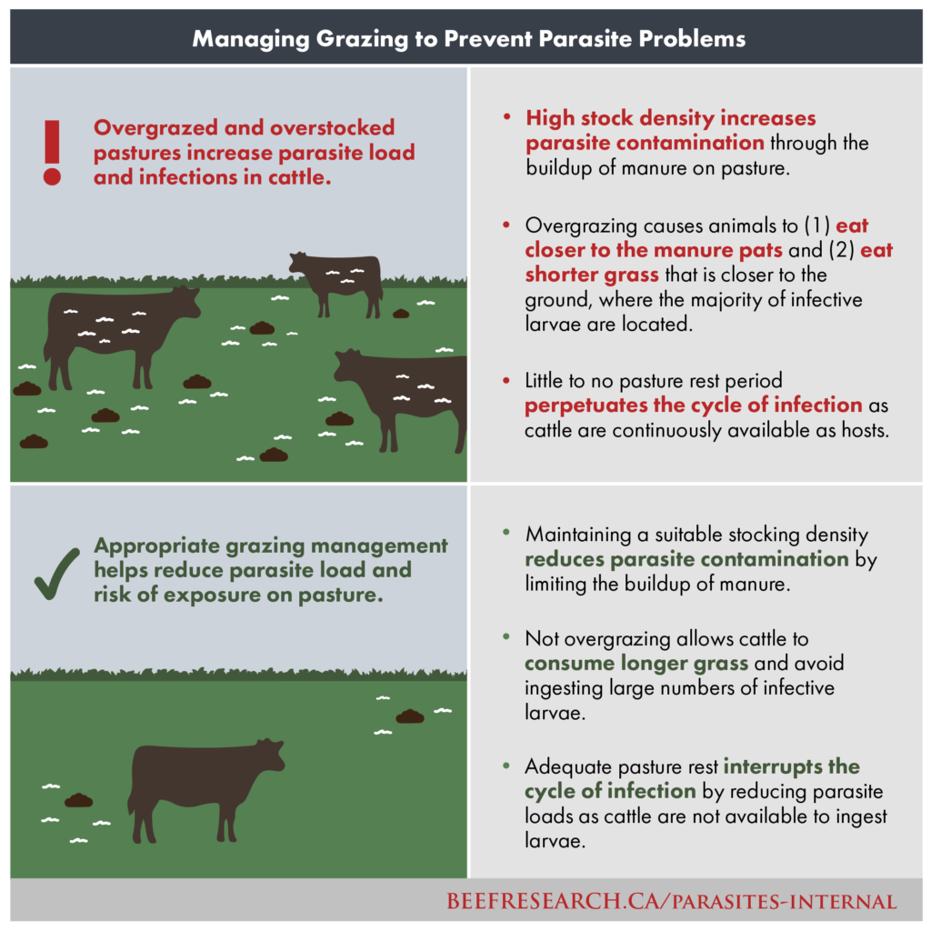 Impact of grazing management on parasites