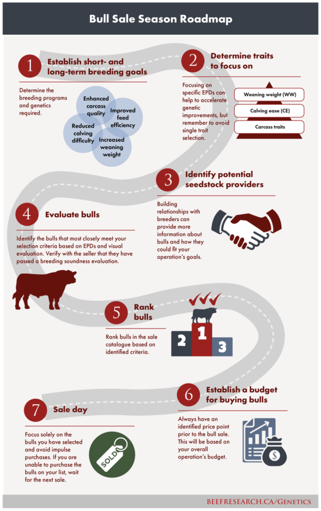 Bull sale season road map