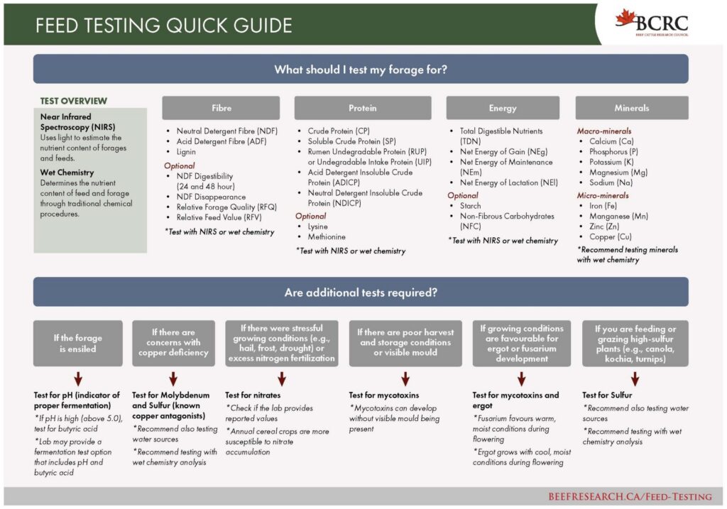 feed testing quick guide for beef producers