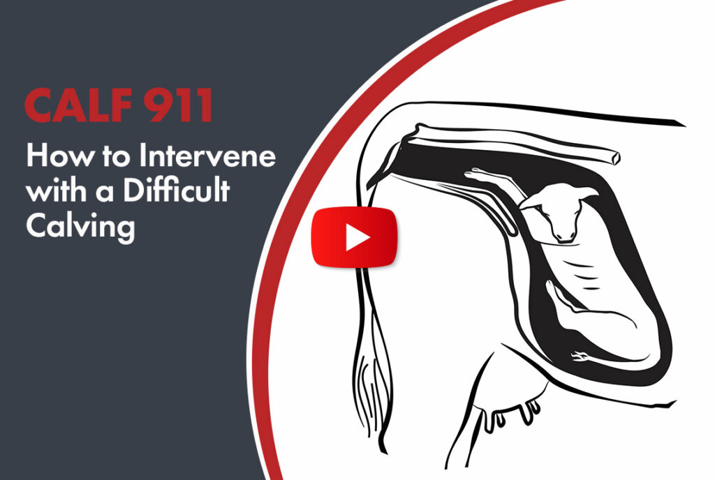 how to intervene with a difficult calving