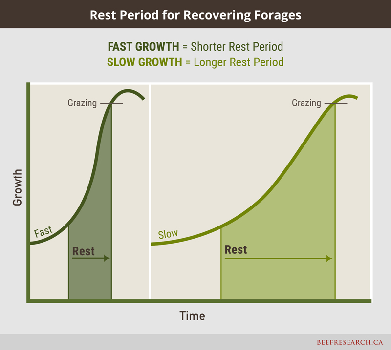 grazing rest period for recovering forages