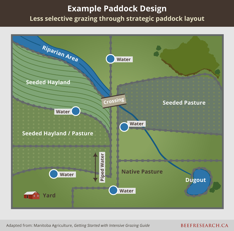 example paddock design for beef cattle