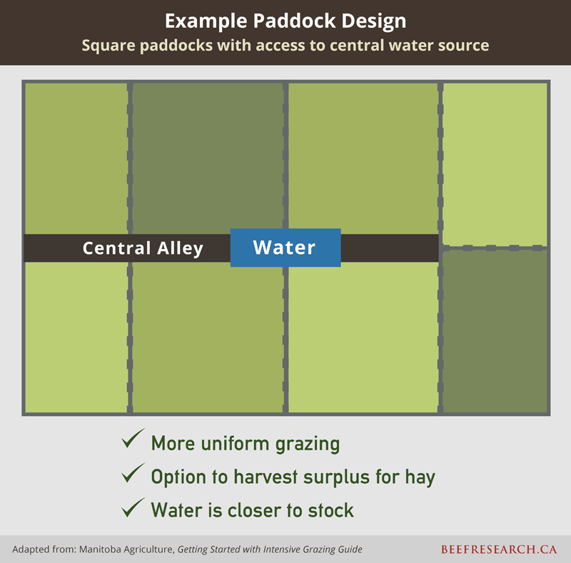 example paddock design for grazing cattle