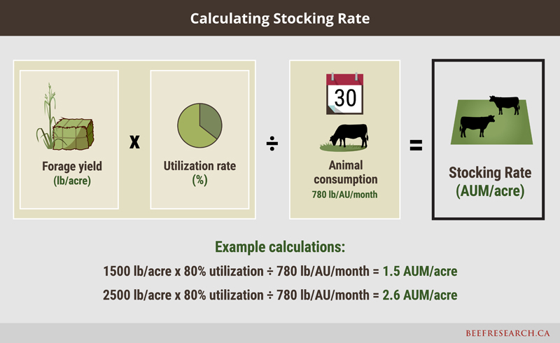 calculating stocking rate