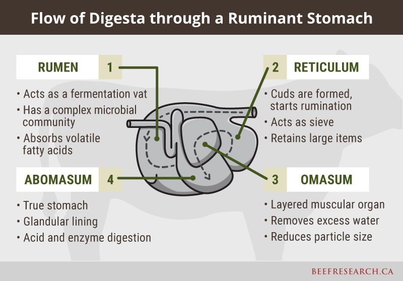 flow of digesta through a ruminant stomach