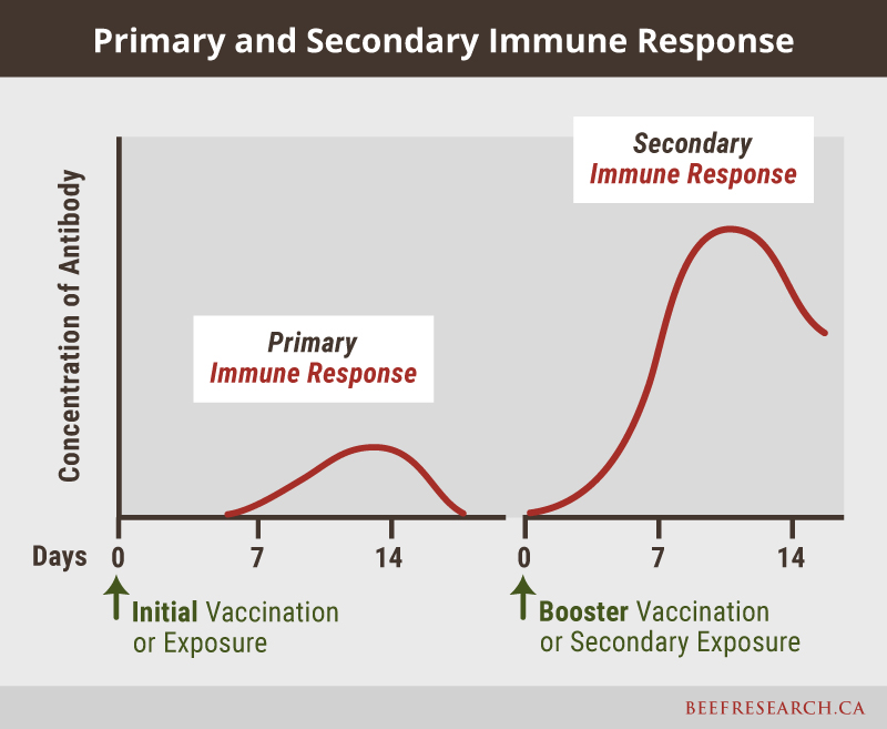 primary and secondary immune response