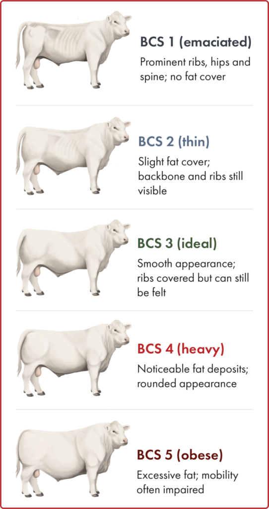bull body condition scoring chart