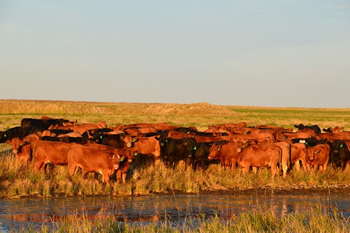 cattle by water source
