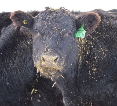 beef cow