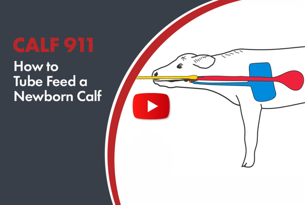 hot to tube feed a newborn calf