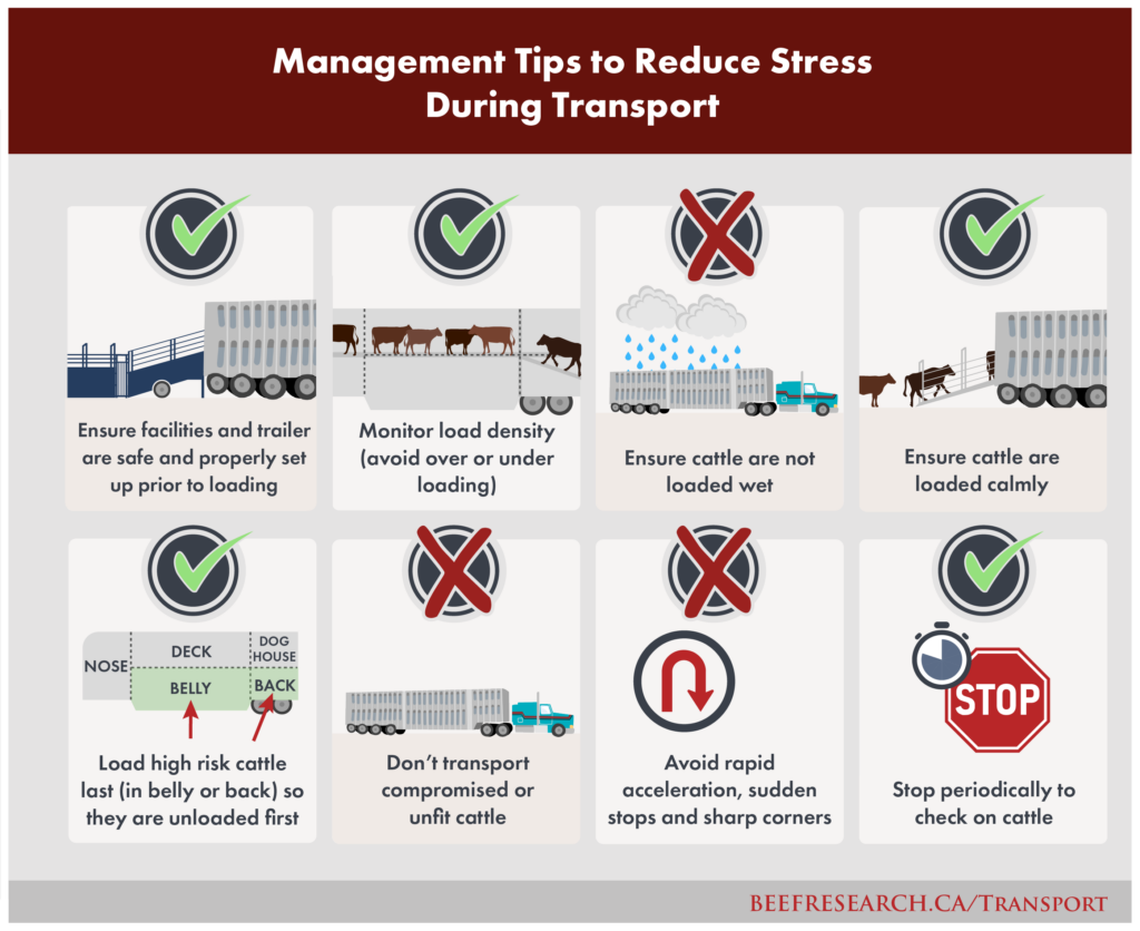 tips to reduce stress during cattle transport