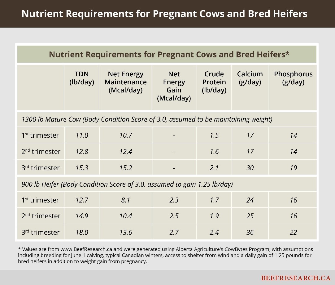 Nutritional Qualities of Beef 