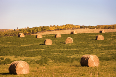 Have You Had Your Feed Tested? - BeefResearch.ca