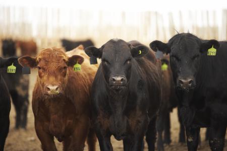 Bovine Respiratory Disease from the Farm to the Feedlot - BeefResearch.ca