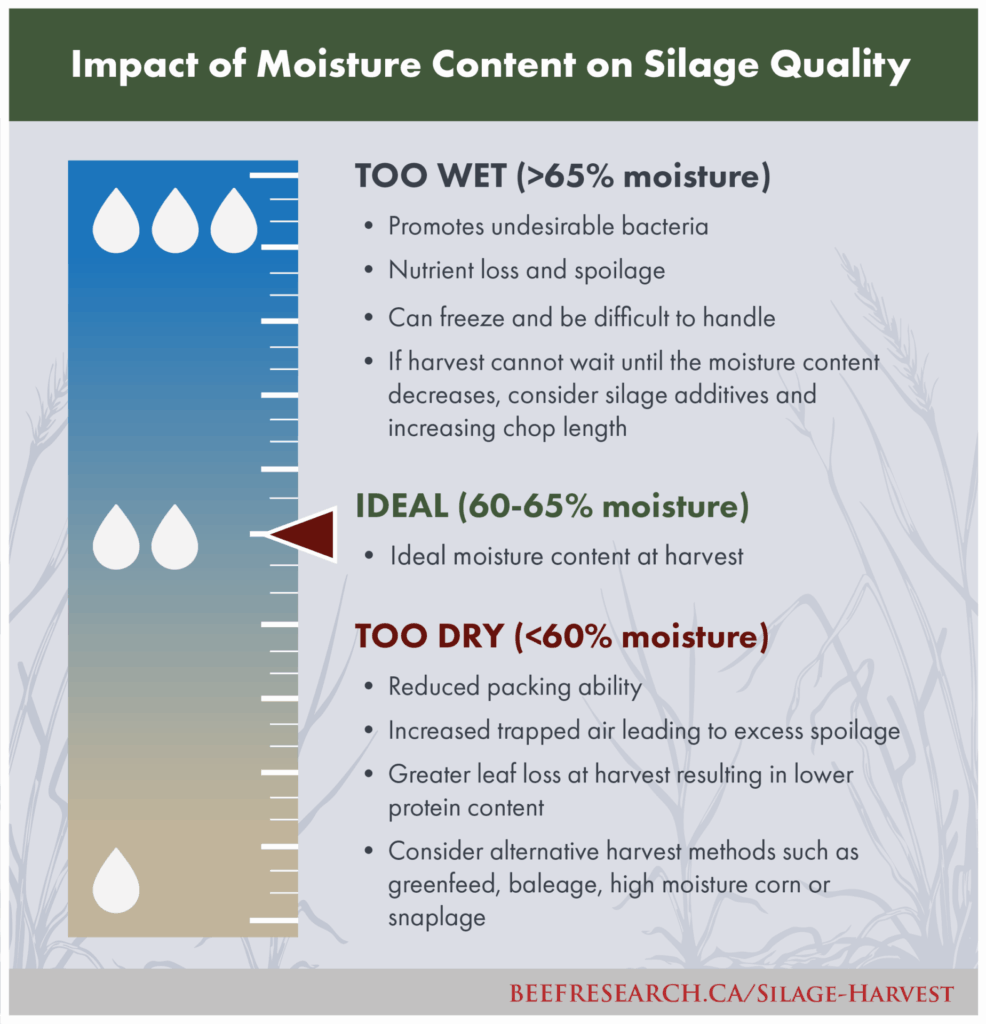 impact of moisture level on silage quality