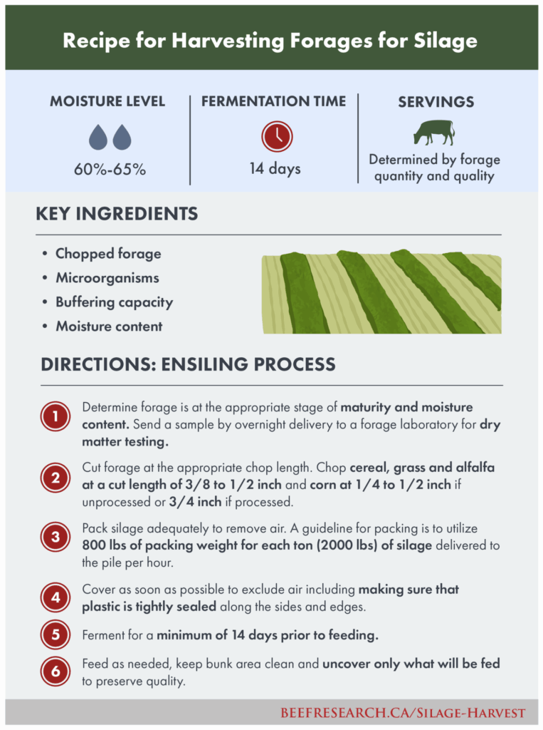 recipe for harvesting quality silage