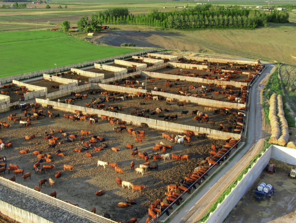 cattle feedlot aerial view