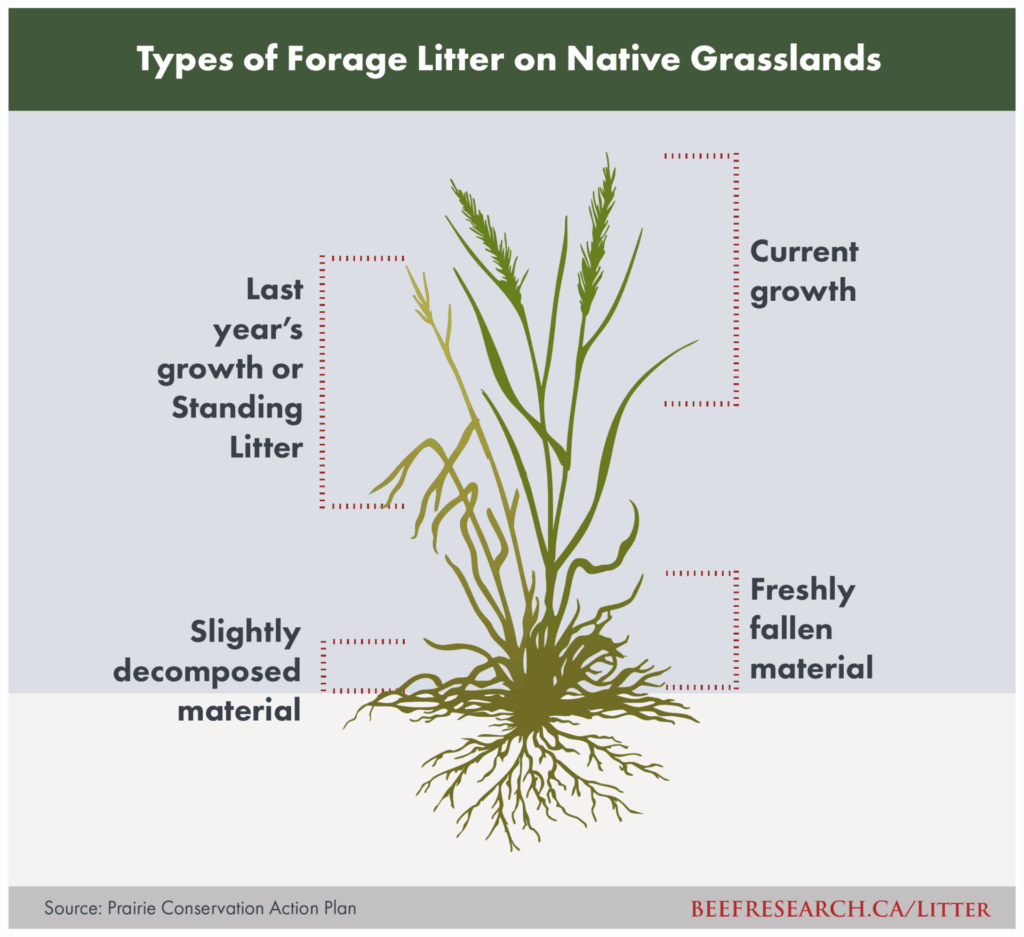 types of forage litter on native grasslands