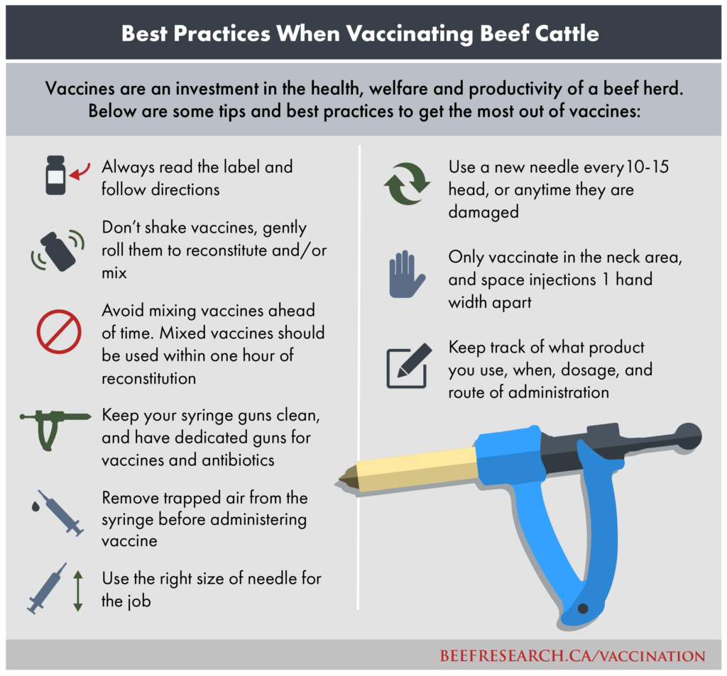 beef cattle vaccination best practices