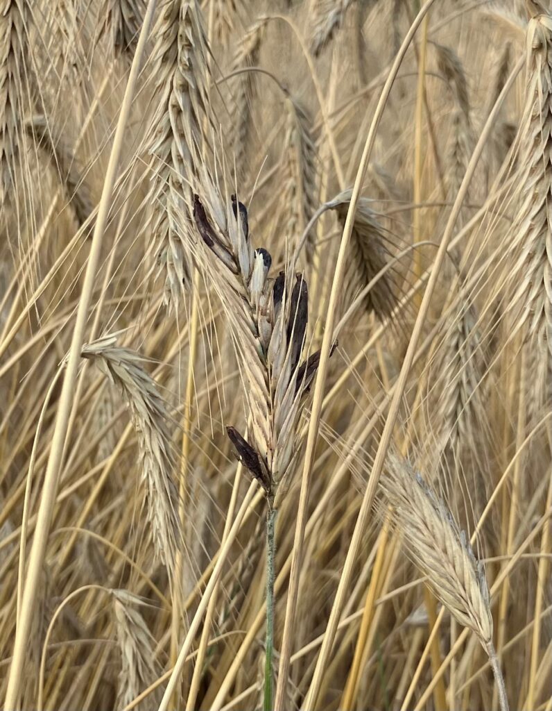 Rye infested with ergot