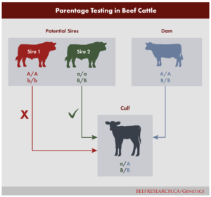 parentage testing in beef cattle