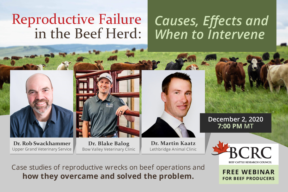 Reproductive Failure In The Beef Herd Causes Effects And When To 