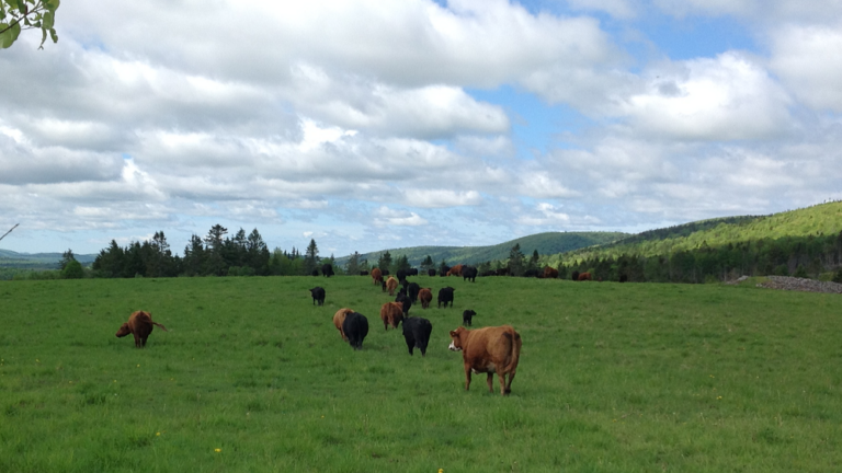 Cattle grazing in Canada's forested rangelands | Beef Cattle Research Council