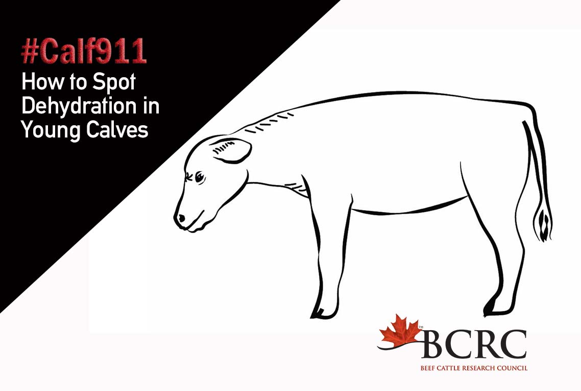 Calf 911 How to Spot Dehydration in Young or Scouring Calves ️