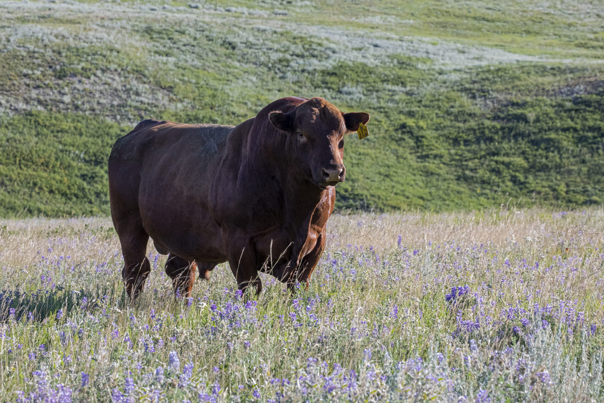 Revising the bull pen - Canadian Cattlemen