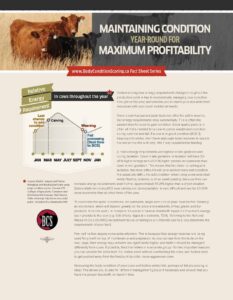 maintaining cow body condition year-round for maximum profitability