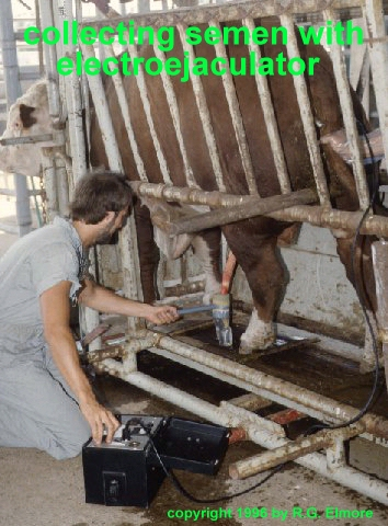 collecting semen from a bull with an electroejaculator