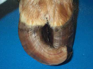 corkscrew claw on a cow