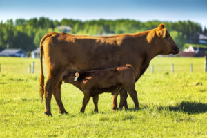 red cow and nursing calf in green grass