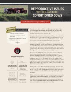 reproductive problems with overconditioned cattle