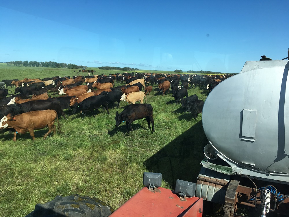Water Systems for Beef Cattle 
