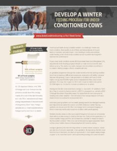 develop a winter feeding program for under-conditioned cows
