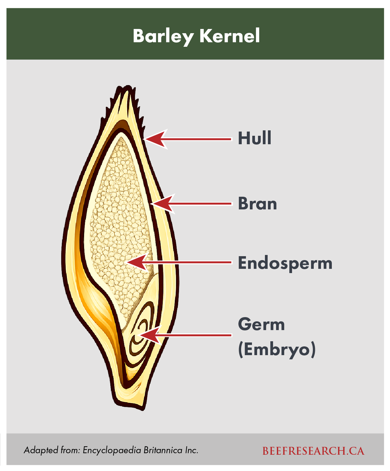 barley kernel dissection
