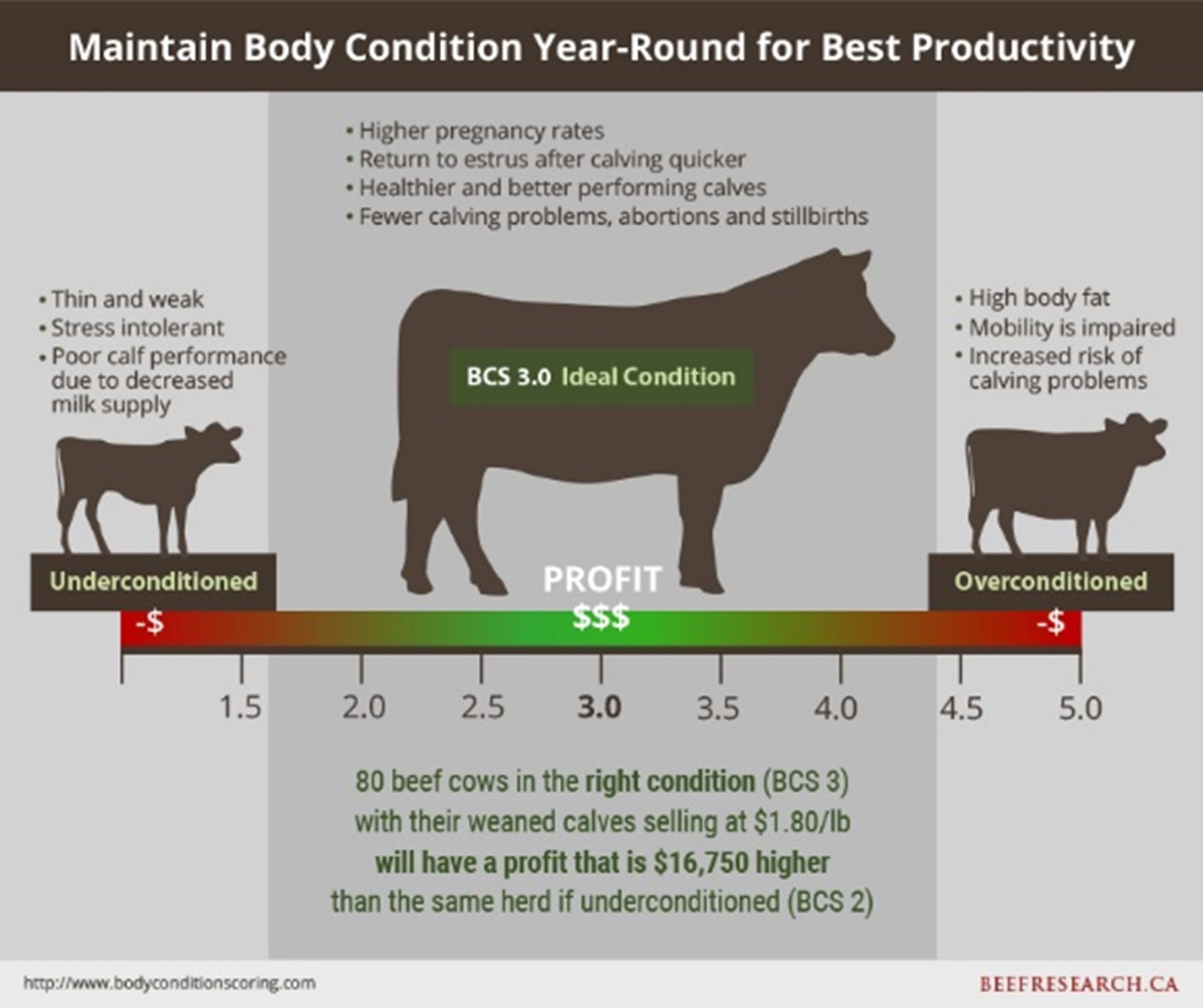 new-resources-added-to-bodyconditionscoring-ca-help-cow-calf-producers