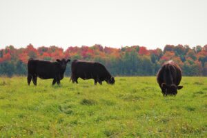 cattle grazing in fall