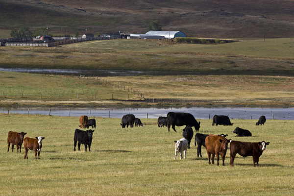 mixed beef herd with fenced water source