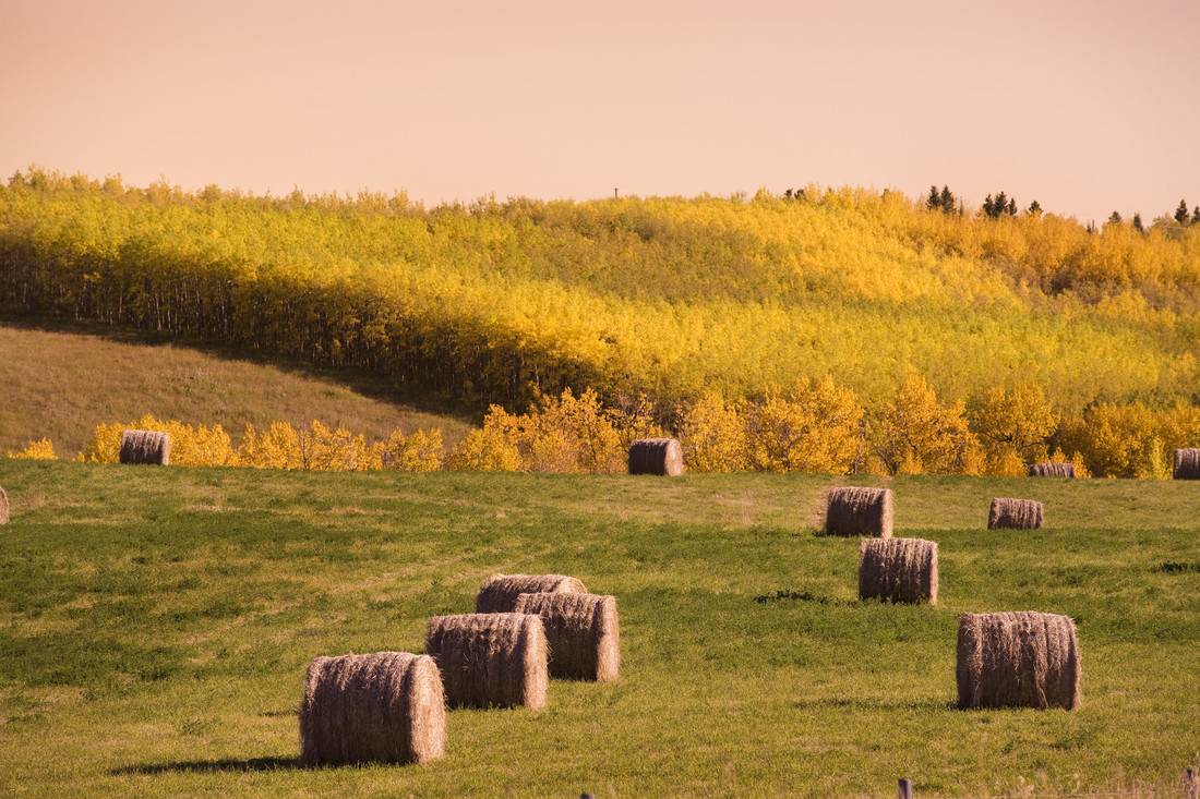 Have You Had Your Feed Tested? - Beefresearch.ca