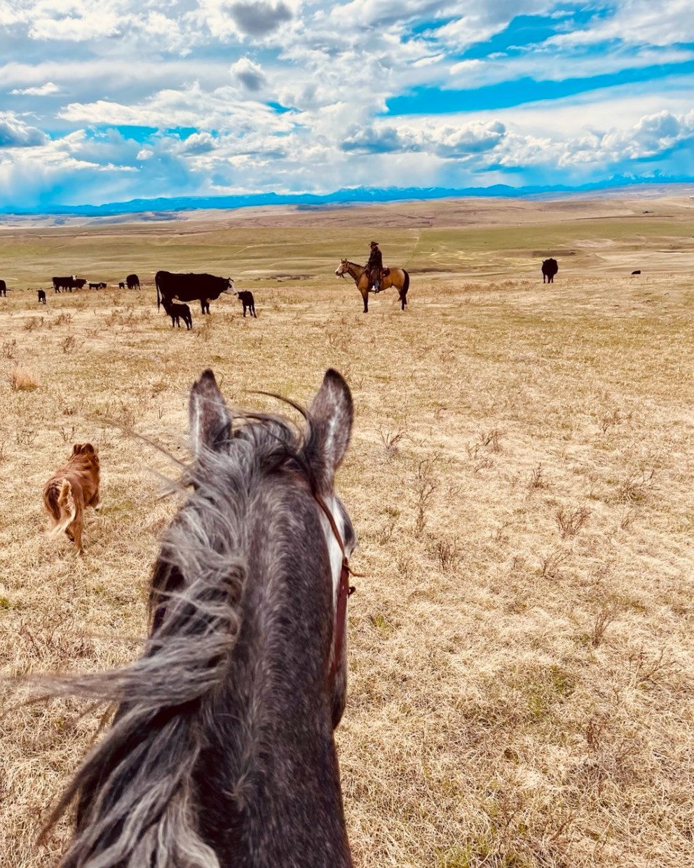 The Sandhills Strategy Can Limit Calf Sickness - BeefResearch.ca