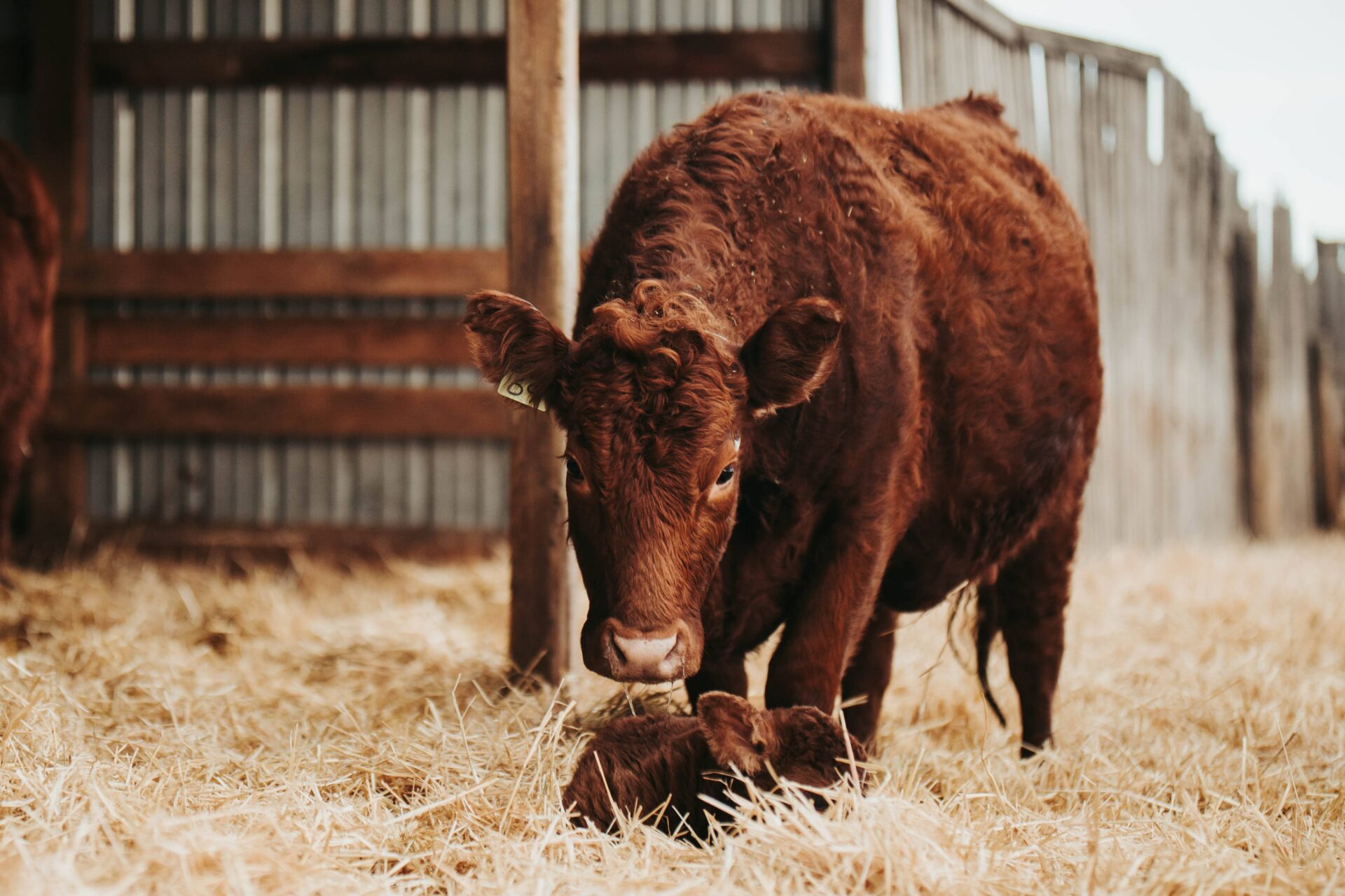 The Beef Cattle Health and Nutrition Podcast