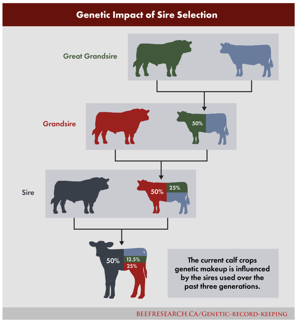 genetic impact of sires
