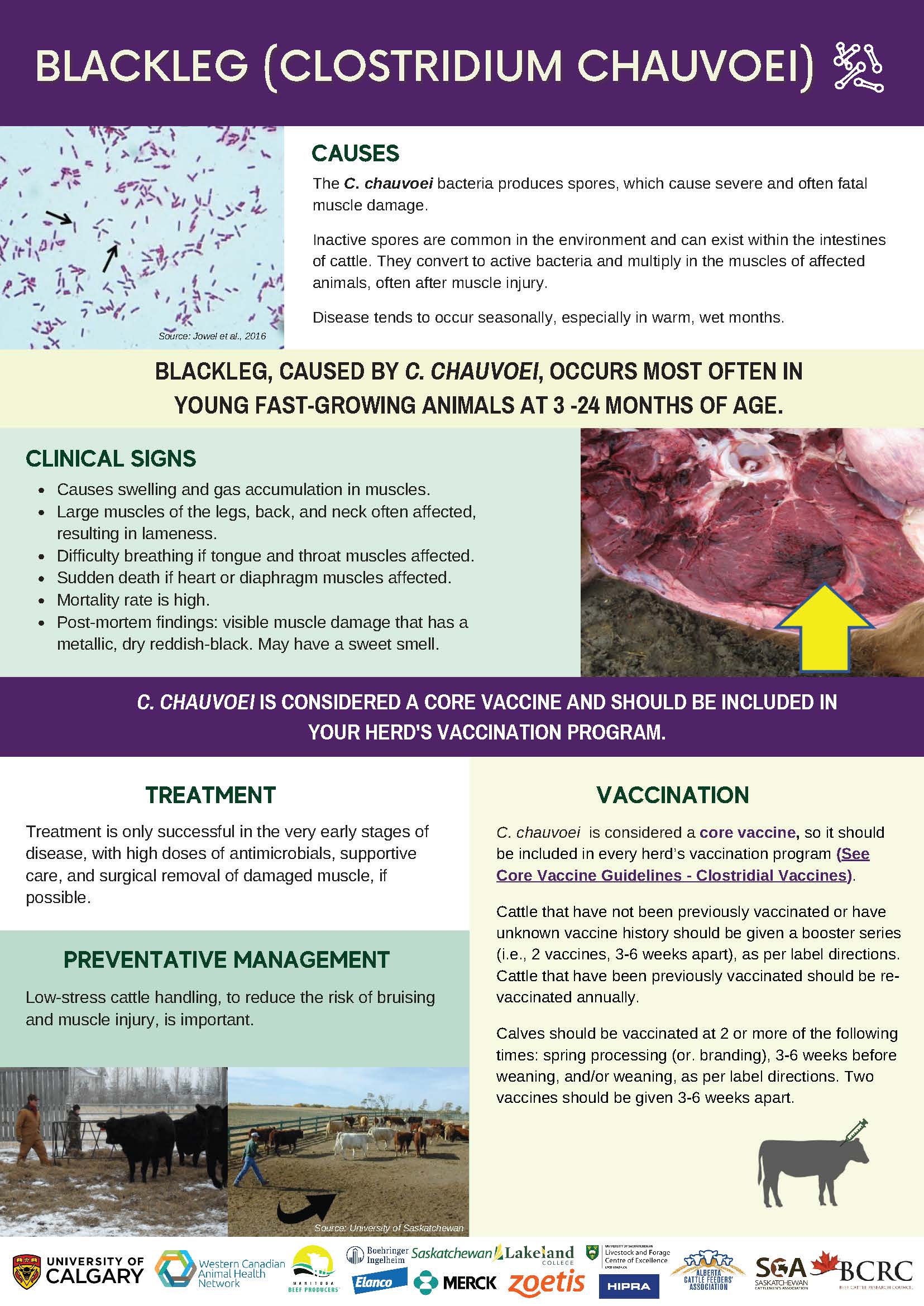 Vaccination Infographics & Guidelines - BeefResearch.ca