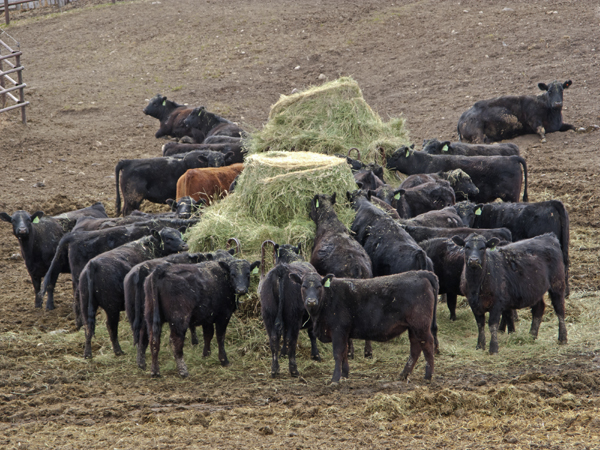 Do straw and chaff make good forages for cattle?
