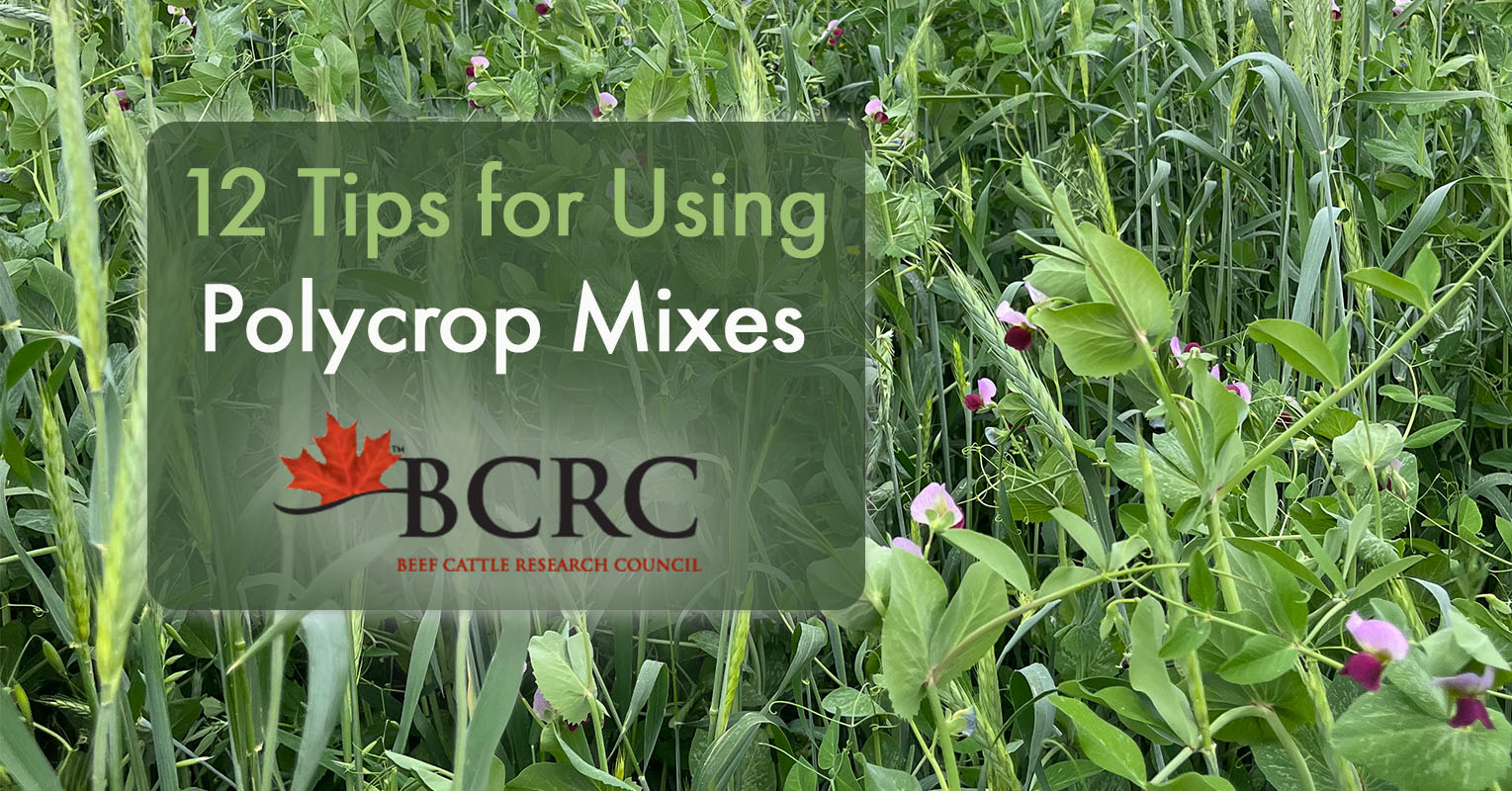 Polycrop Potential: 12 Tips for Using Mixed Forage Crops