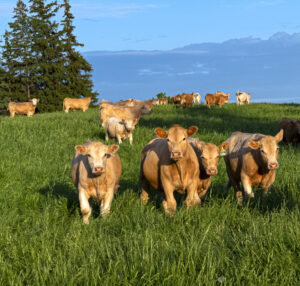 Charolais herd walking toward camera in green grass