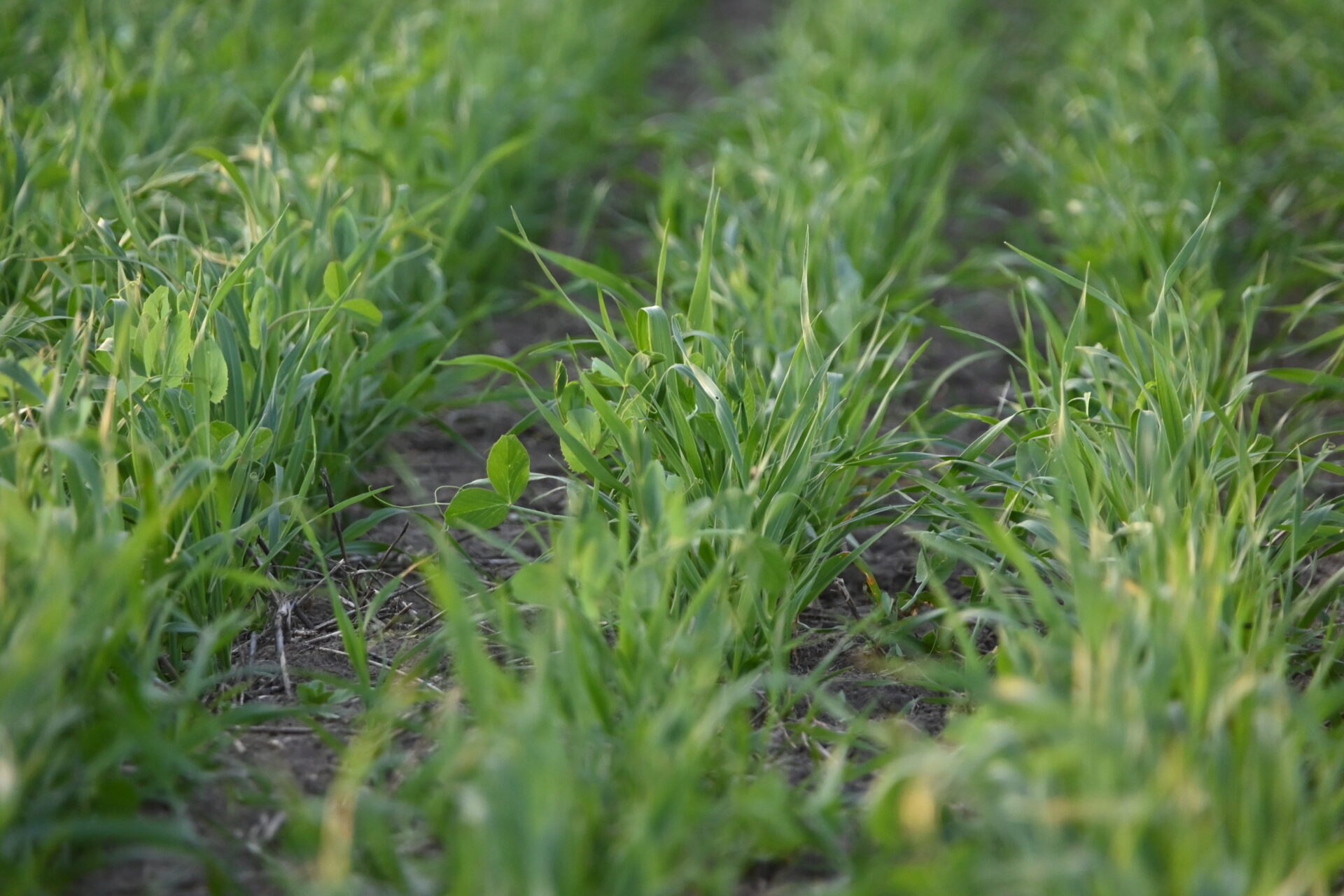 Polycrop Potential: 12 Tips for Using Mixed Forage Crops